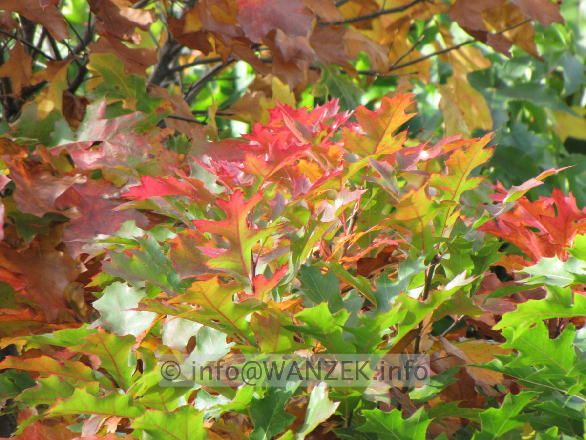 Quercus palustris Green Dwarf 03 Herbst 2014-2.JPG